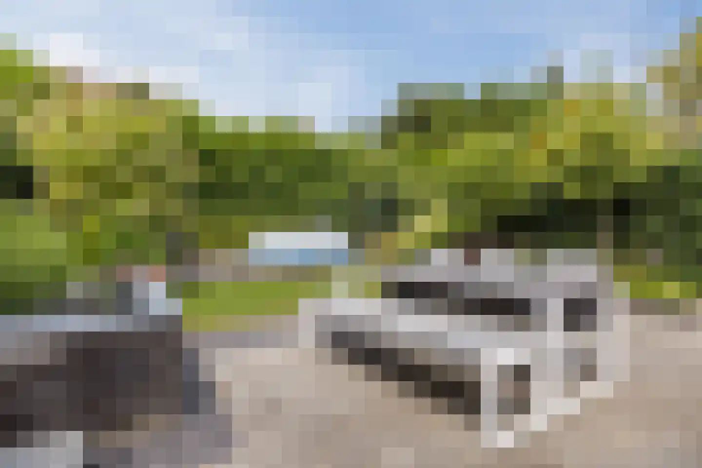 Strandkrab 32 Bergen op Zoom thumbnail 29