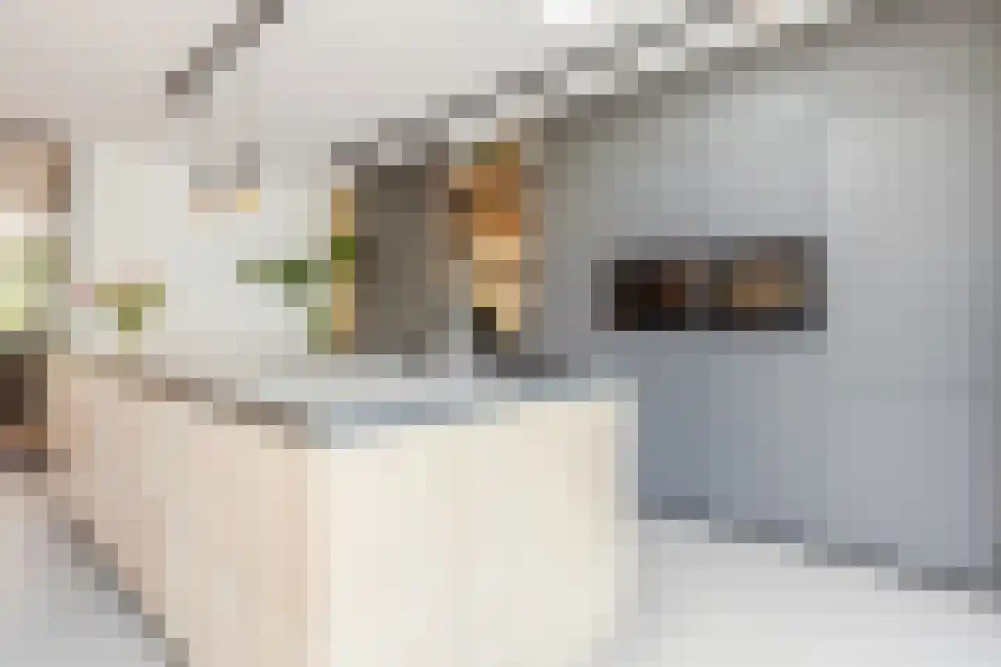 Strandkrab 32 Bergen op Zoom thumbnail 5