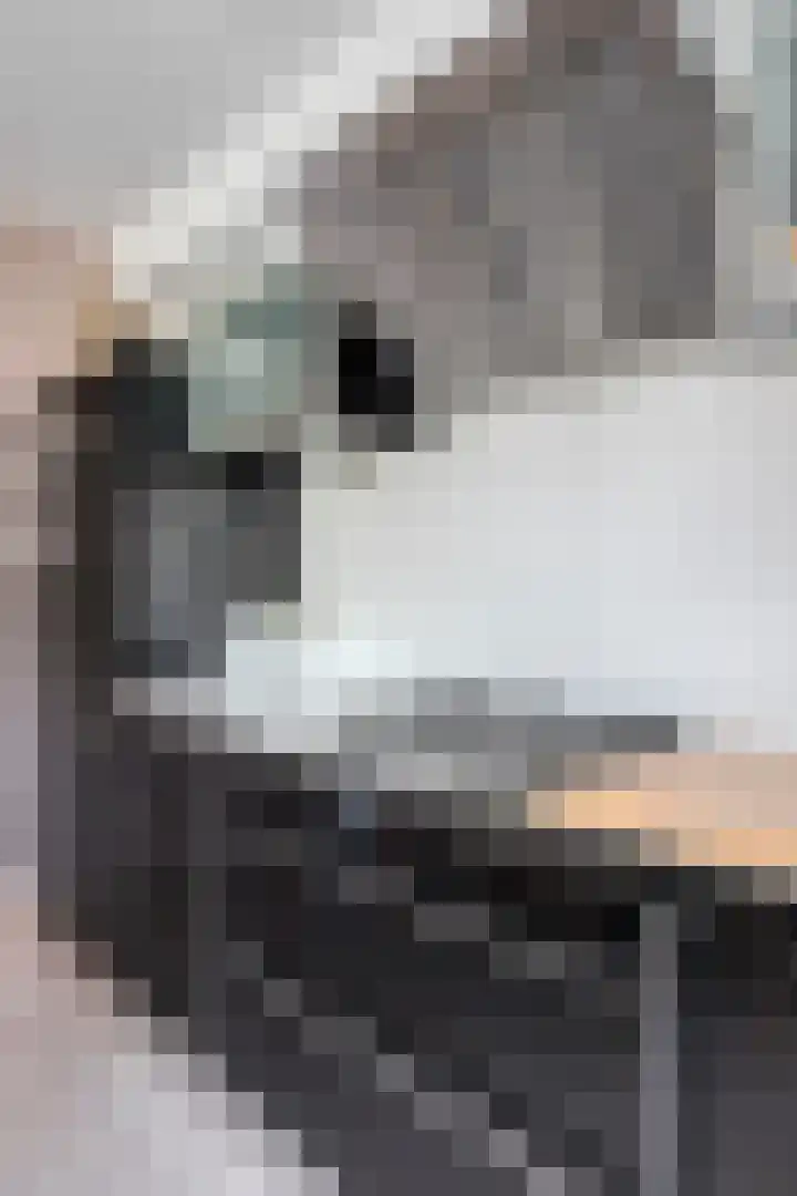Strandschelp 17 Terneuzen thumbnail 16