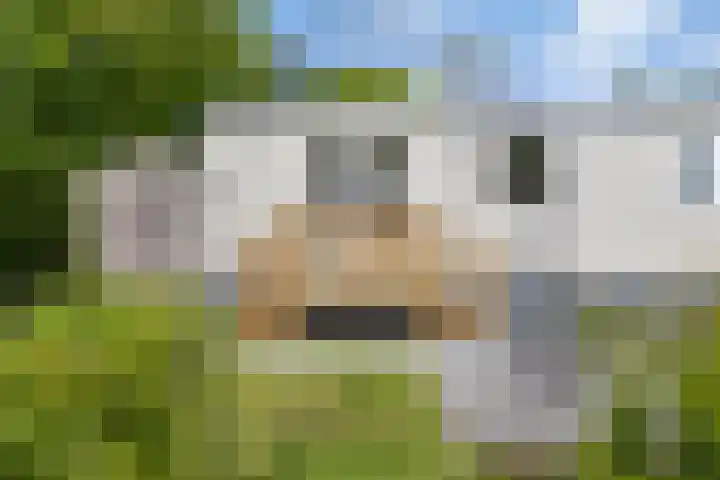 Strandweg 5 Lauwersoog thumbnail 4
