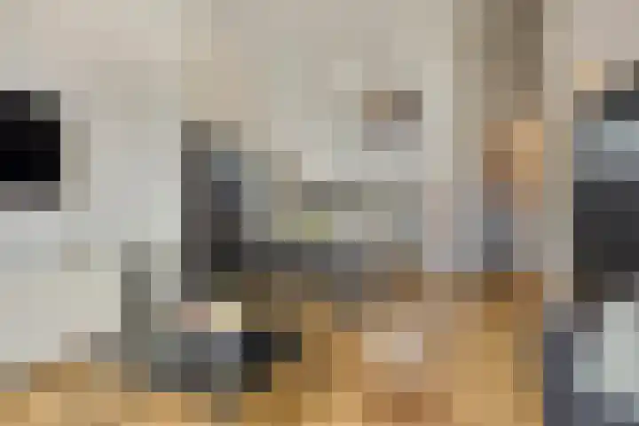 Stratumsedijk 23 85 Eindhoven thumbnail 17