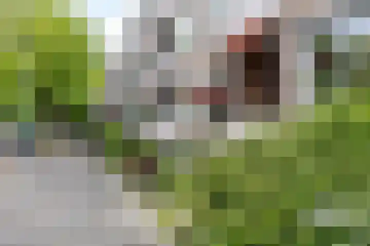 Strausslaan 32 Groningen thumbnail 32