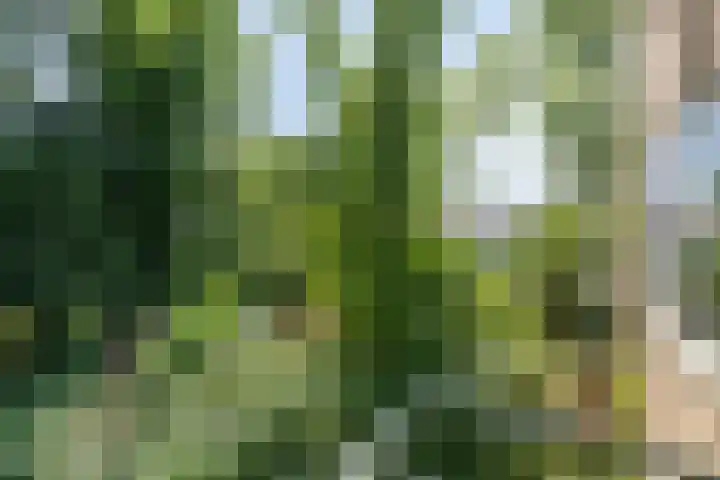 Strausslaan 44 Groningen thumbnail 20