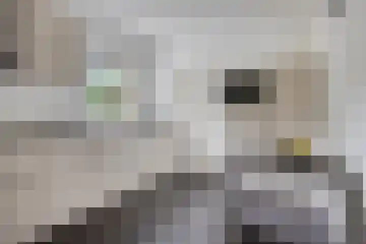 Strausslaan 45 Heesch thumbnail 10