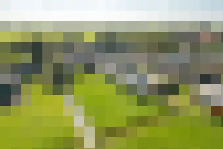 Streek 196 Rotsterhaule thumbnail 46