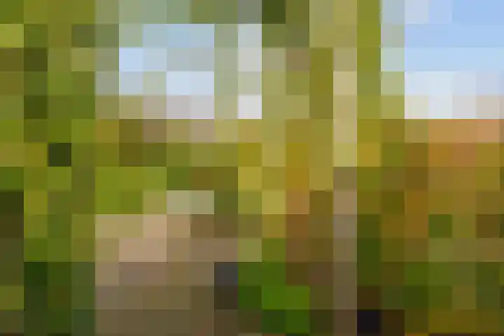 Streeksterweg 35 Usquert thumbnail 25