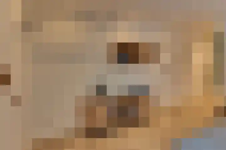 Strekdam 60 Harderwijk thumbnail 37