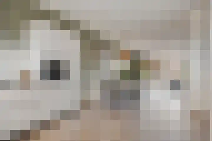 Strepenakker 24 Herpen thumbnail 7