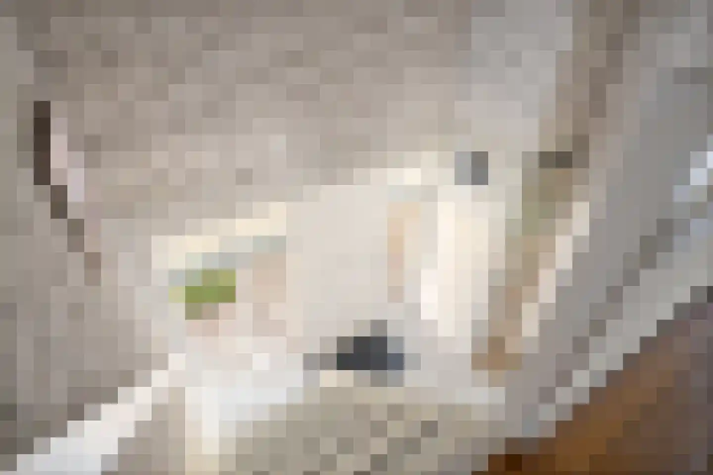 Strijmondlaan 8 Oudenbosch thumbnail 41