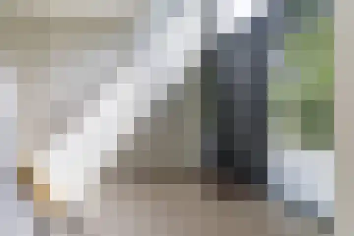 Strijpsebaan 23 Veldhoven thumbnail 10