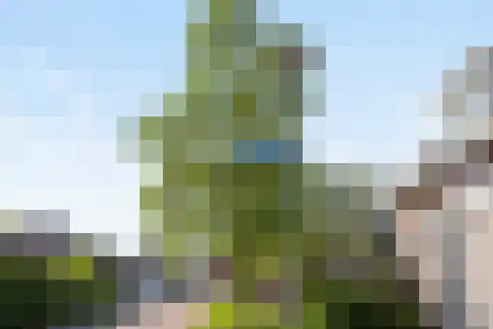 Strijpsel 19 Sint-Michielsgestel thumbnail 46