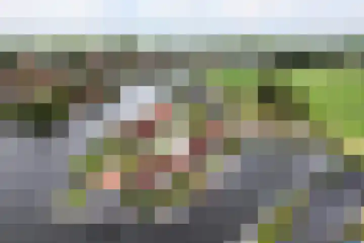 Strikel 18 Terherne thumbnail 9