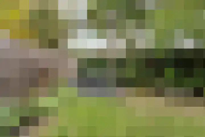 Stroband 21 Wijk bij Duurstede thumbnail 47