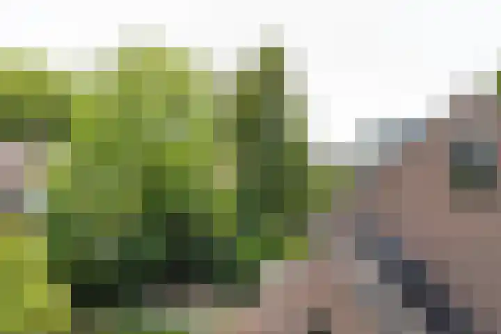 Stroband 36 Wijk bij Duurstede thumbnail 31