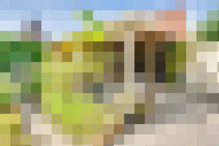 Strobbelhoekstraat 38 Ovezande thumbnail 70