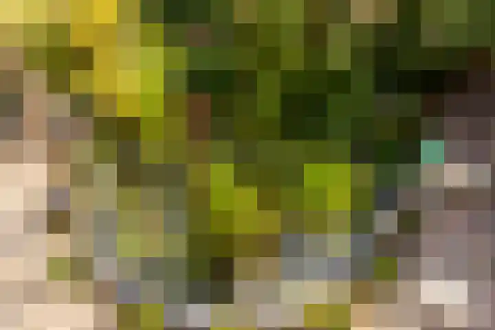 Strobenen-bogerd 38 Hendrik-Ido-Ambacht thumbnail 32
