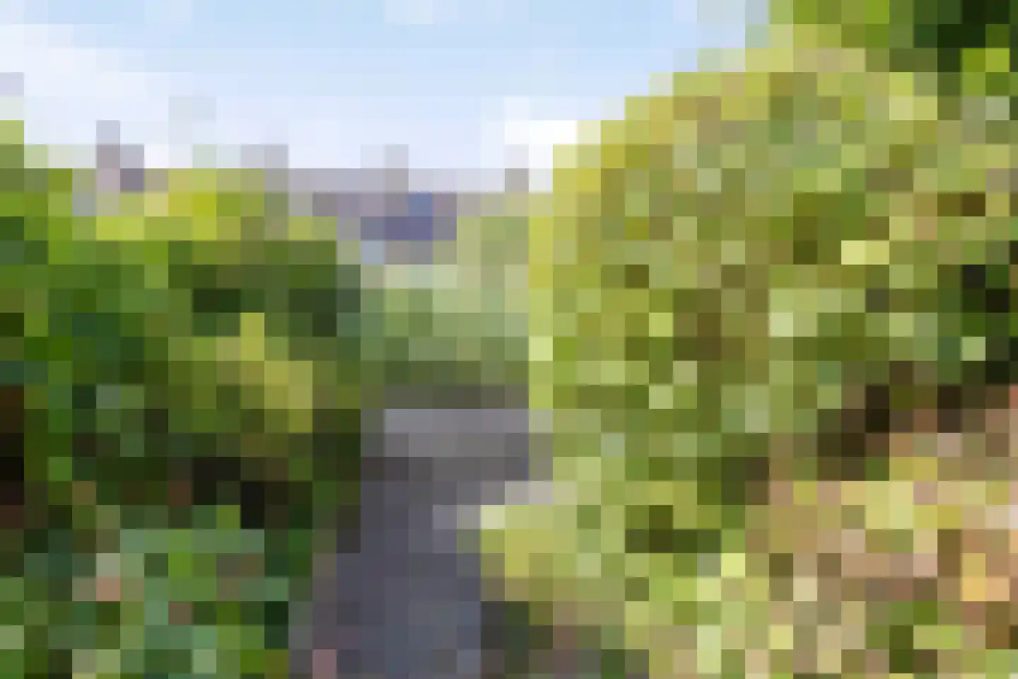 Strobloem 26 Leiden thumbnail 16