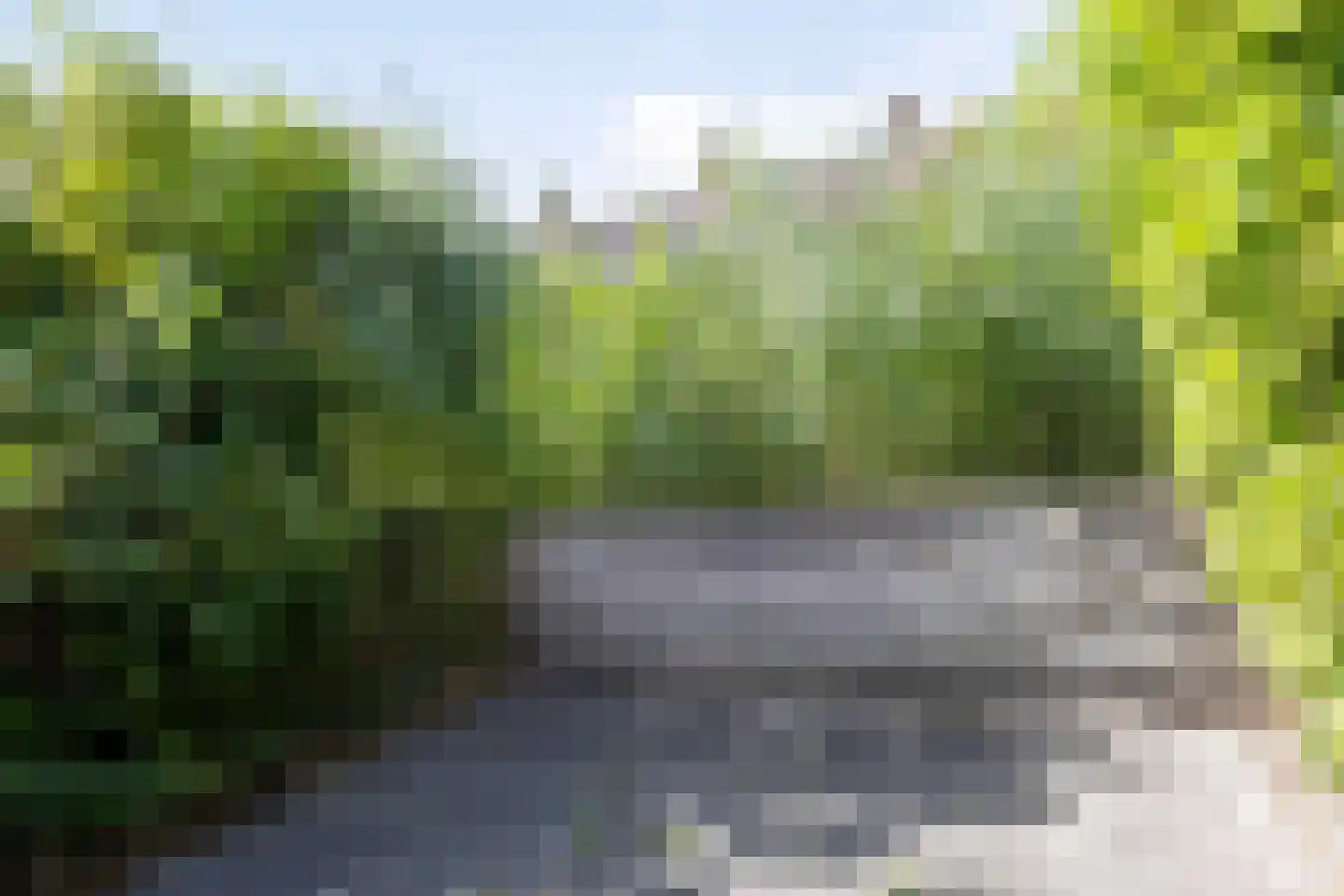 Strobloem 26 Leiden thumbnail 17