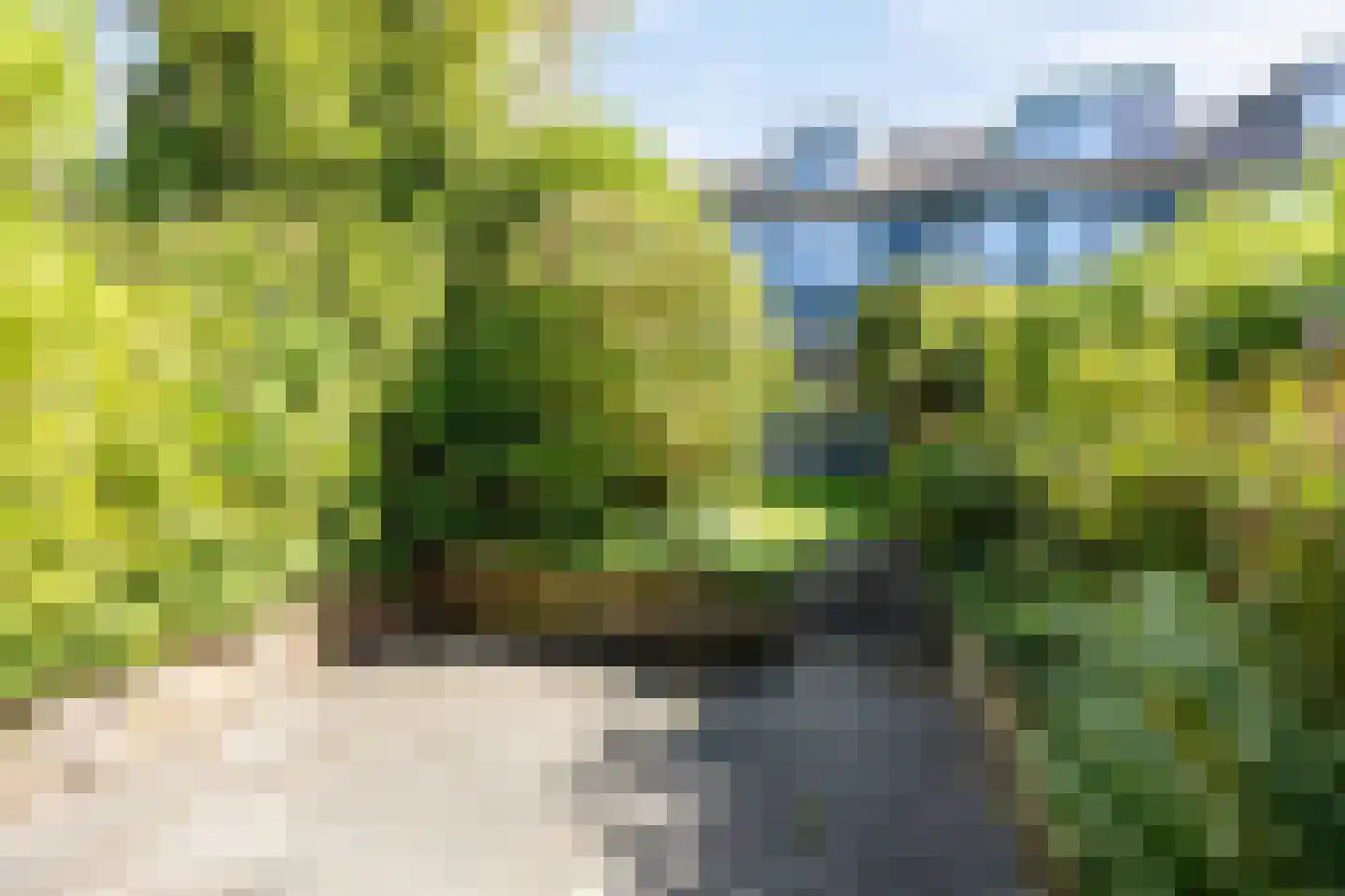 Strobloem 26 Leiden thumbnail 18