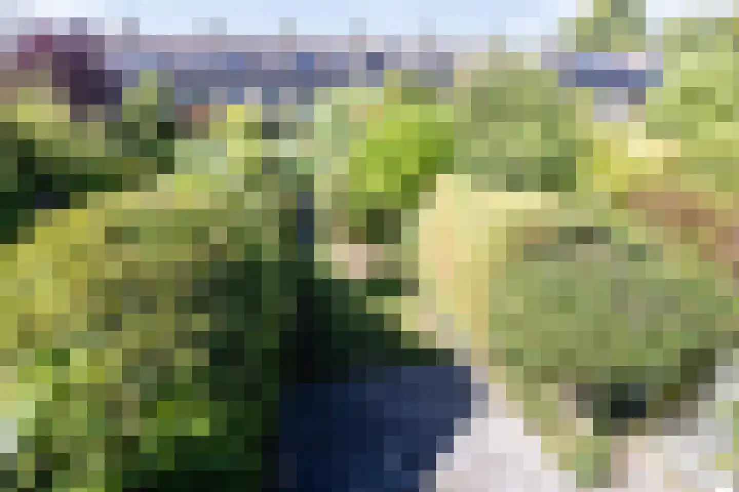 Strobloem 26 Leiden thumbnail 23