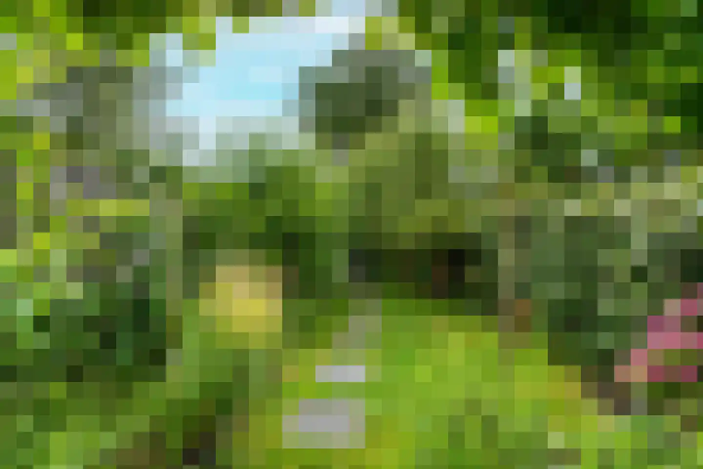 Strobloem 7 Leiden thumbnail 21