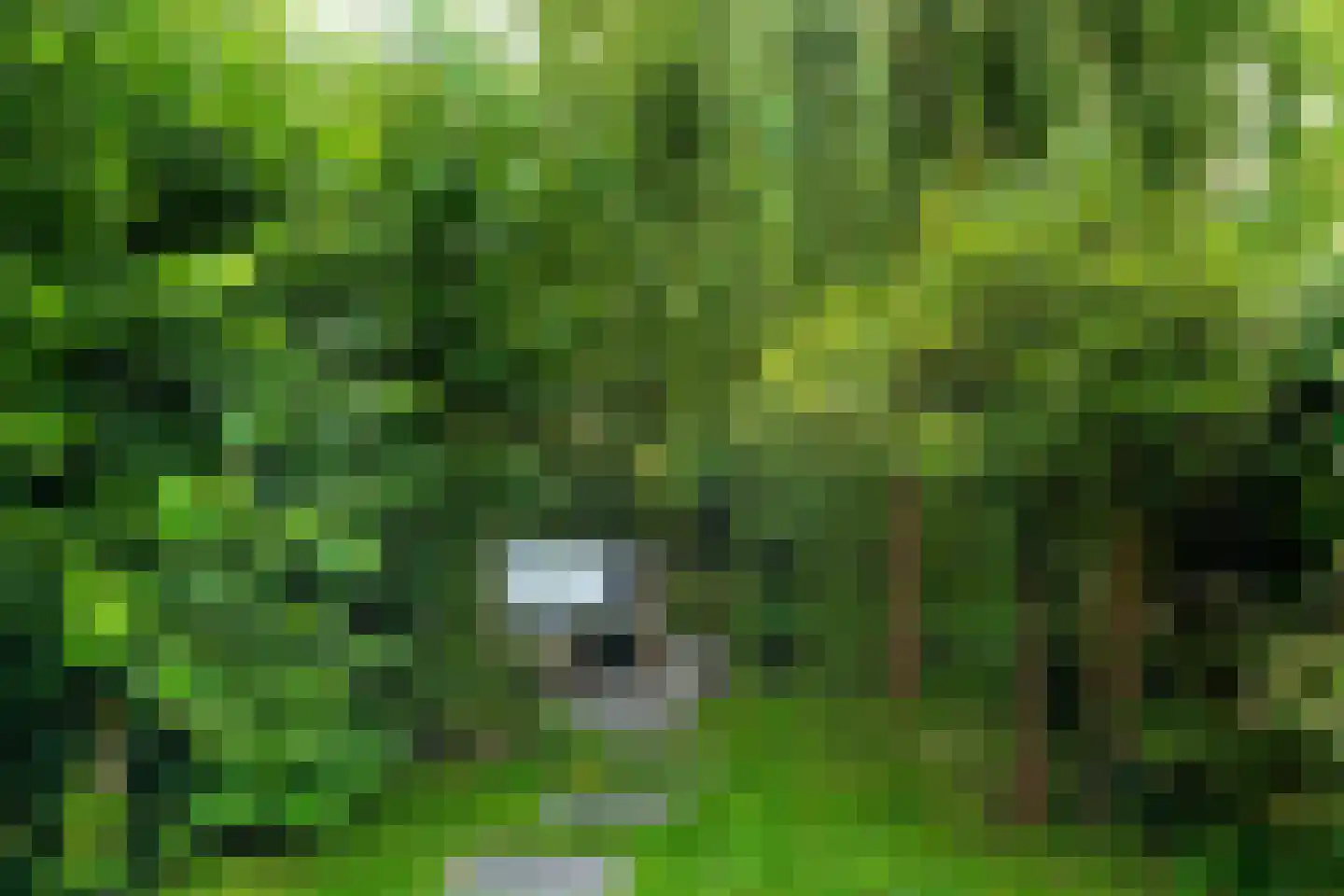 Strobloem 7 Leiden thumbnail 22