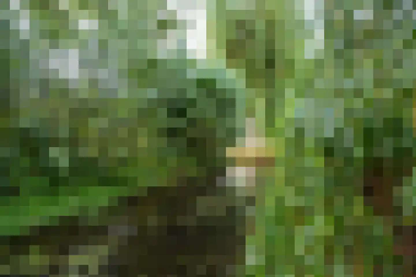 Strobloem 7 Leiden thumbnail 24
