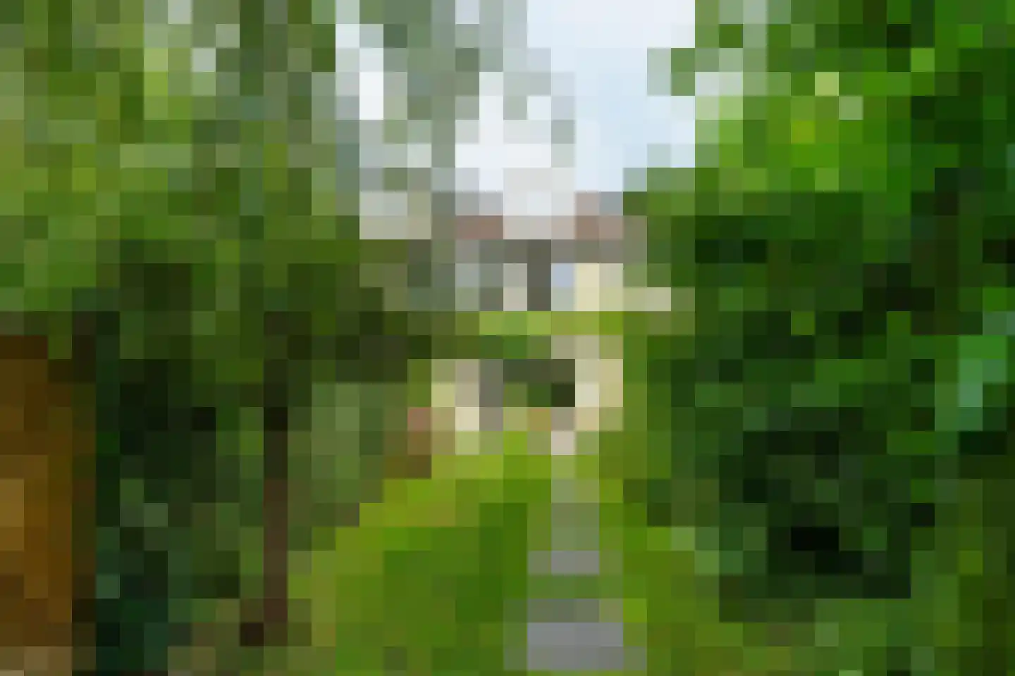 Strobloem 7 Leiden thumbnail 25