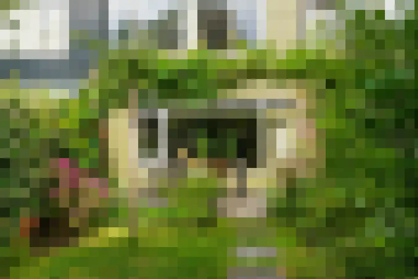 Strobloem 7 Leiden thumbnail 26