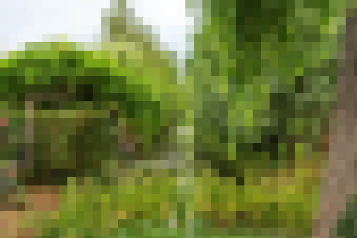 Strobloem 7 Leiden thumbnail 52