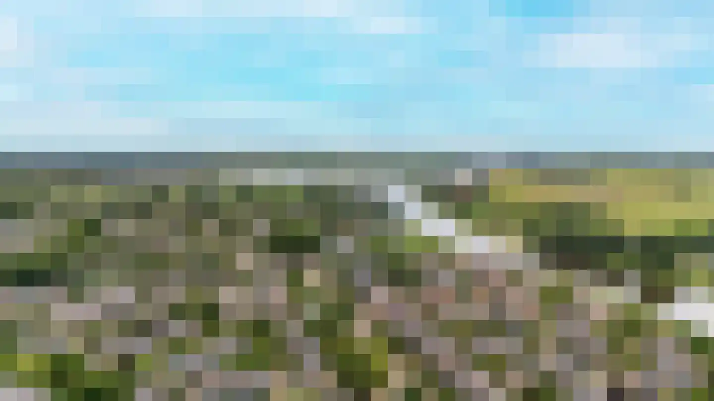 Strobloem 7 Leiden thumbnail 53