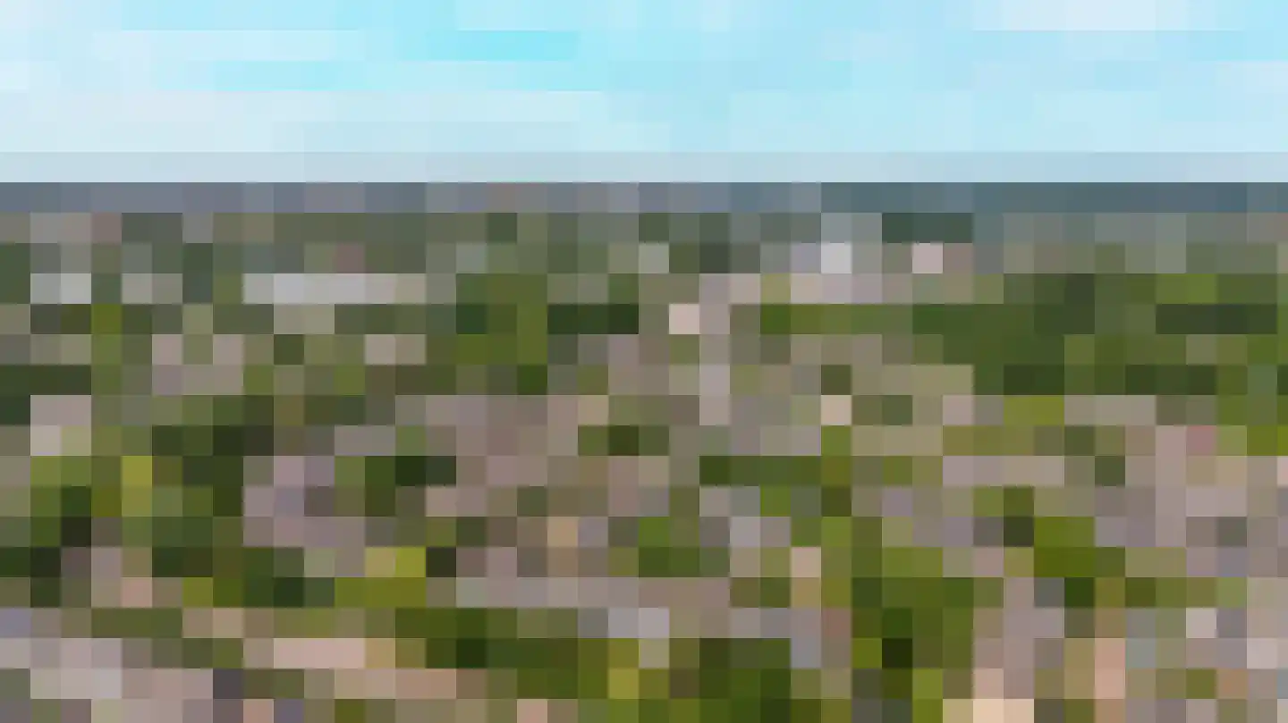 Strobloem 7 Leiden thumbnail 54