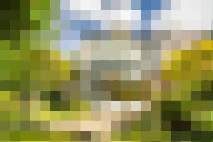 Strobloem 8 Leiden thumbnail 12