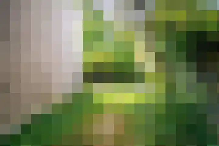 Strobloem 8 Leiden thumbnail 15
