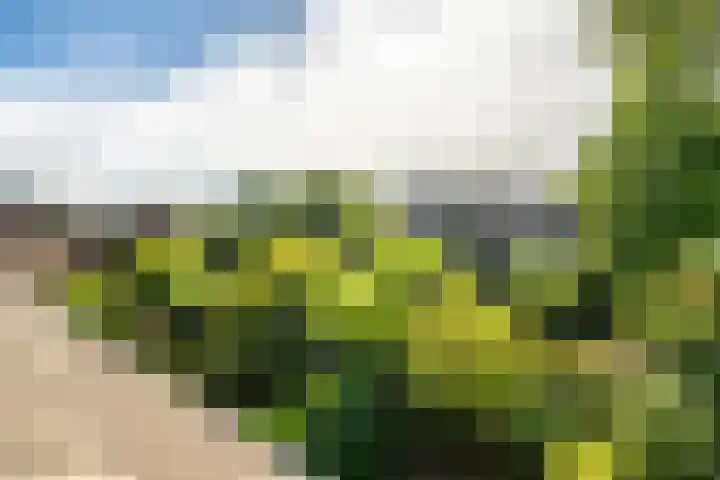 Strobloem 8 Leiden thumbnail 39
