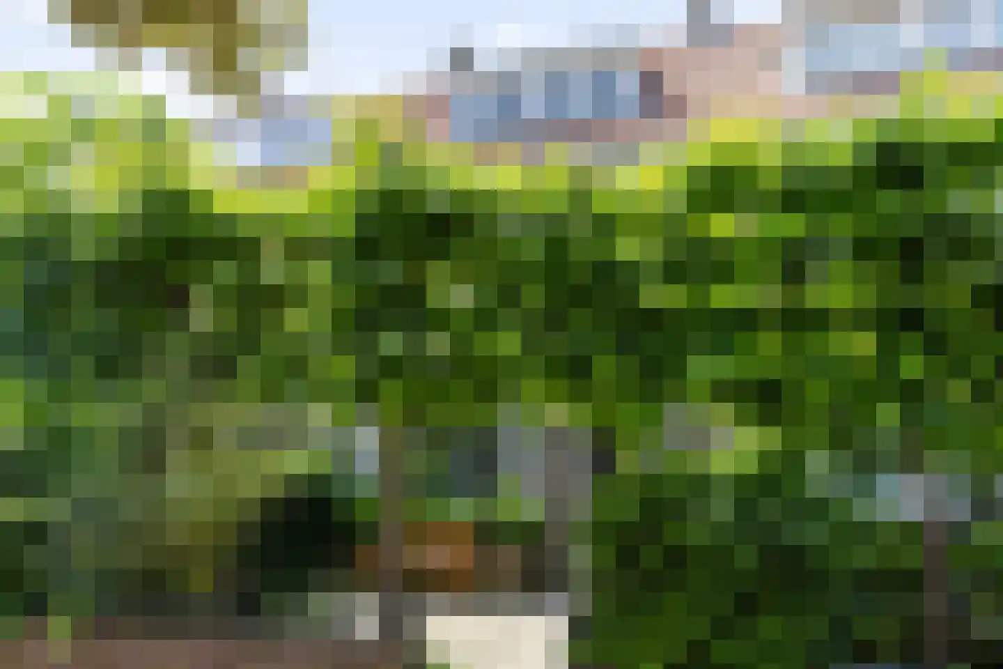 Strobloemstraat 24 Eindhoven thumbnail 4