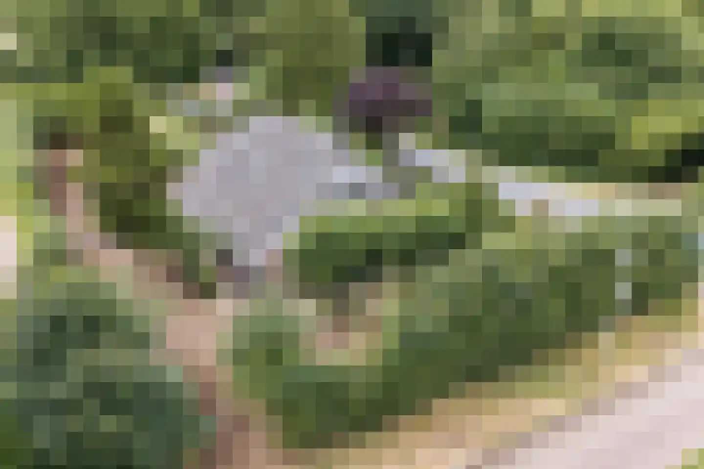 Strodijk 15 Vorden thumbnail 35