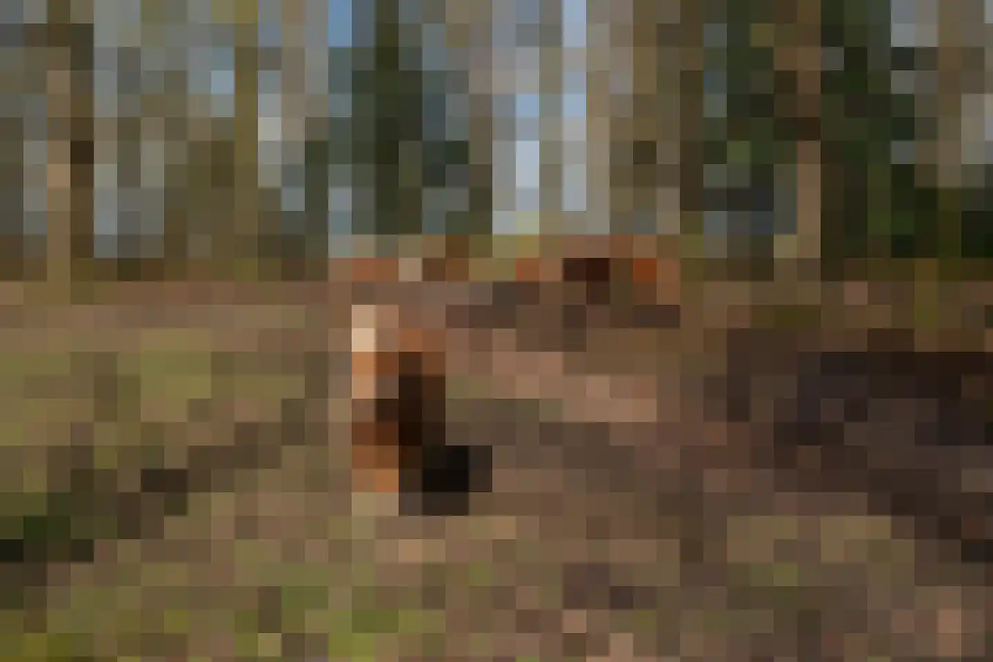 Stroe Allee 2 Harskamp thumbnail 60