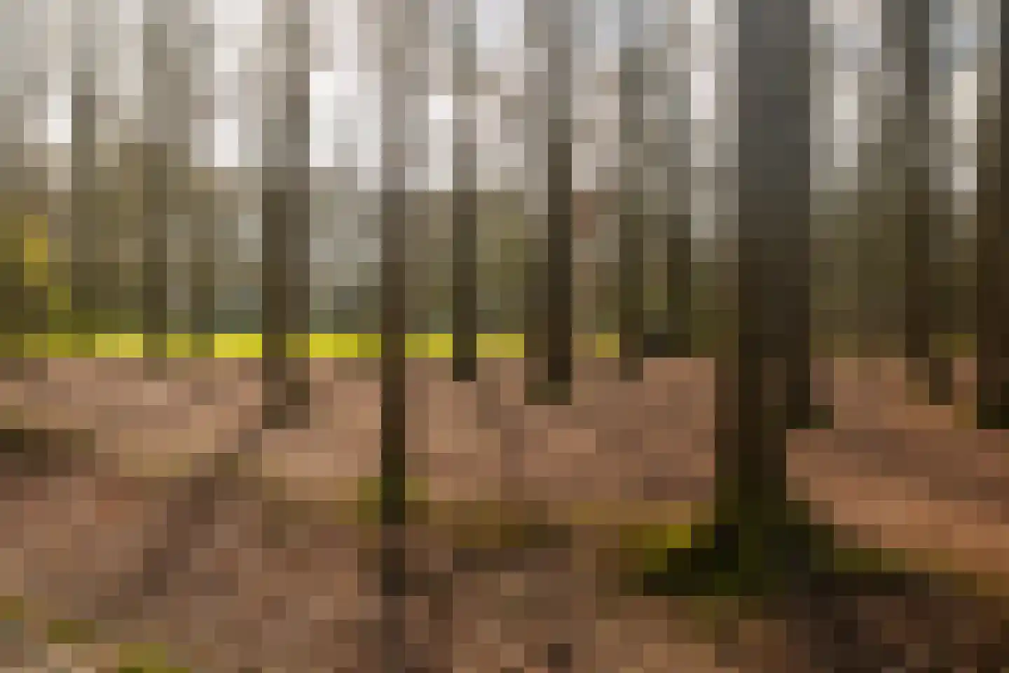 Stroe Allee 2 Harskamp thumbnail 67