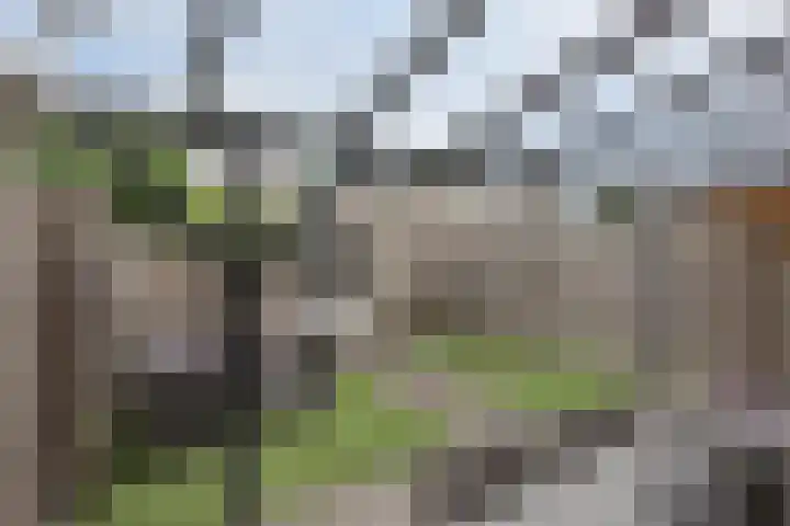 Strohuls 105 Asten thumbnail 39