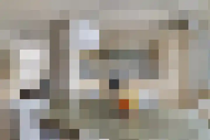 Strohuls 17 Asten thumbnail 6