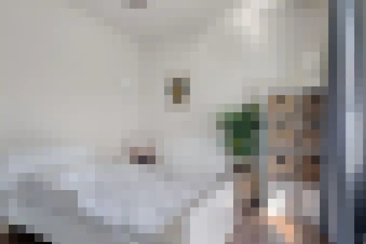 Strohuls 43 Asten thumbnail 20