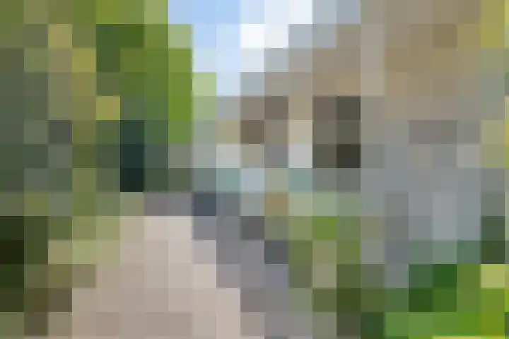 Strolaan 48 Arnhem thumbnail 50