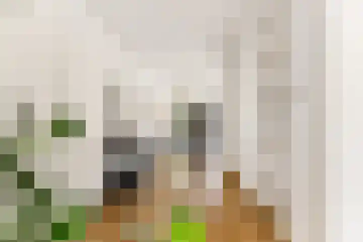 Stroomwal 8 Heemskerk thumbnail 9