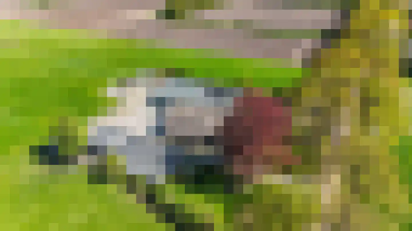 Stroovledder 6 Dwingeloo thumbnail 30