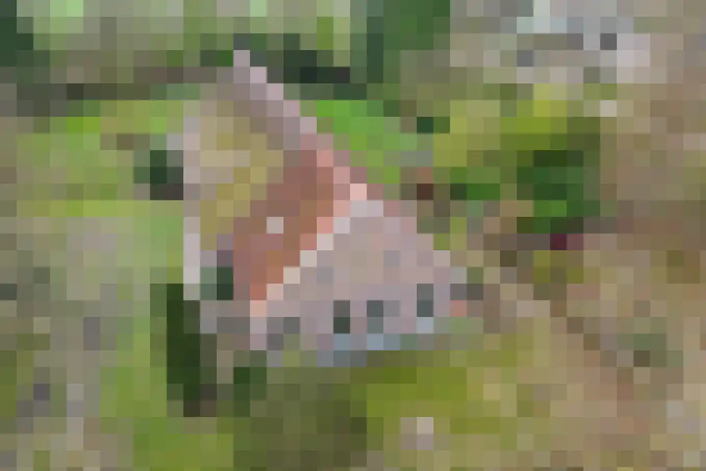 Stroovledder 9 Dwingeloo foto 3