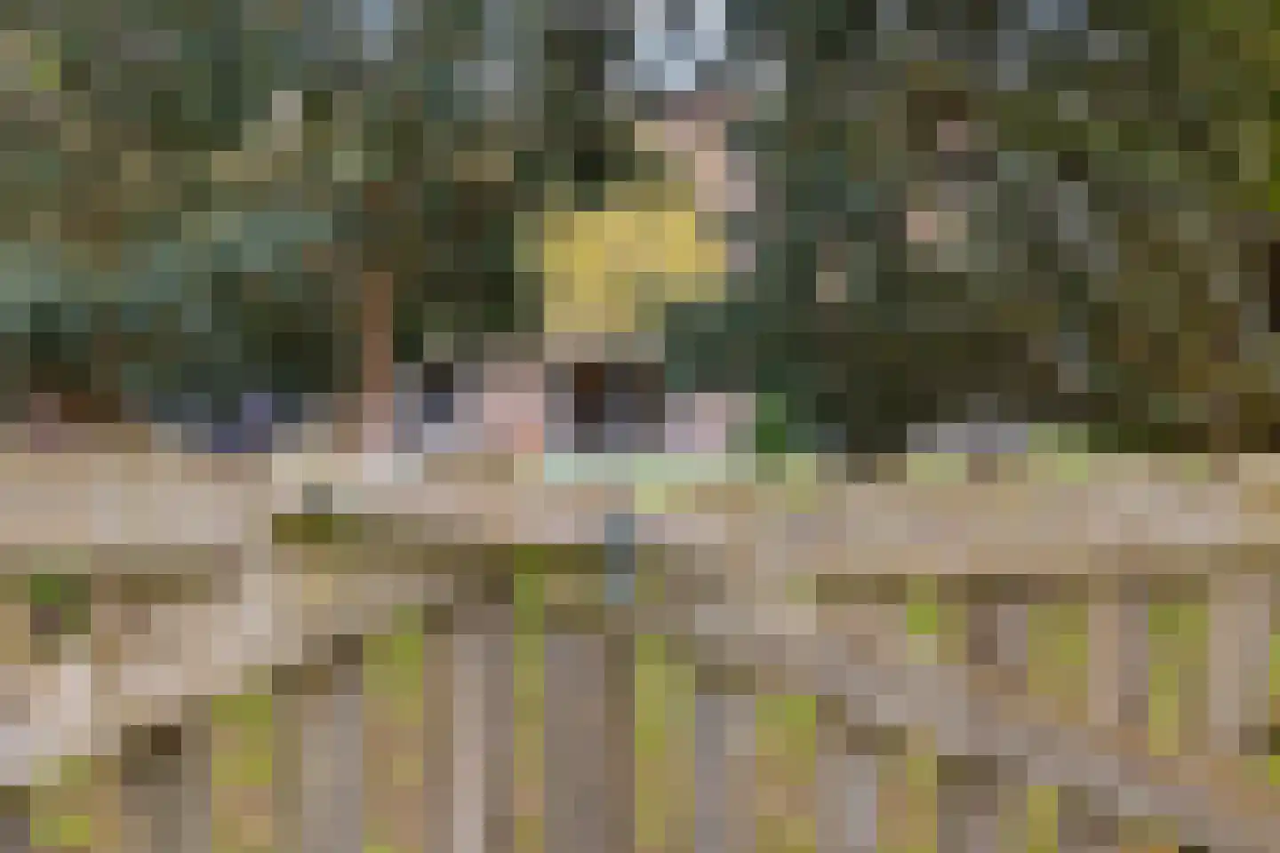 Stroovledder 9 Dwingeloo thumbnail 42