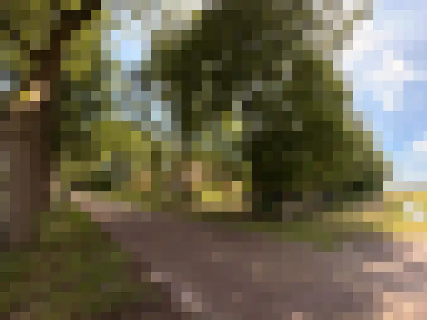 Stroovledder 9 Dwingeloo thumbnail 46