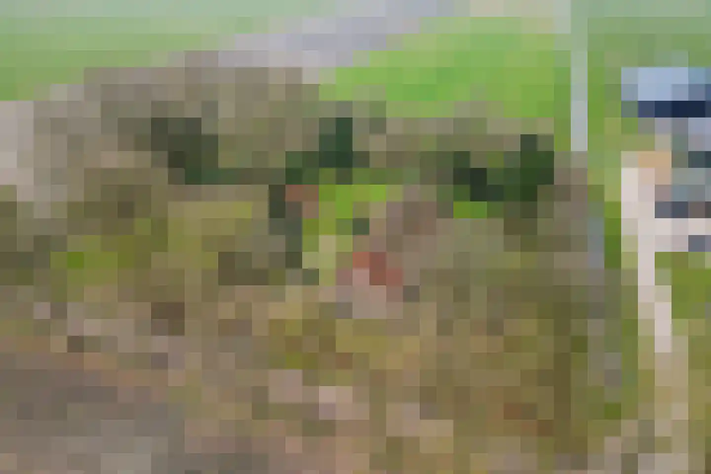 Stroovledder 9 Dwingeloo thumbnail 46