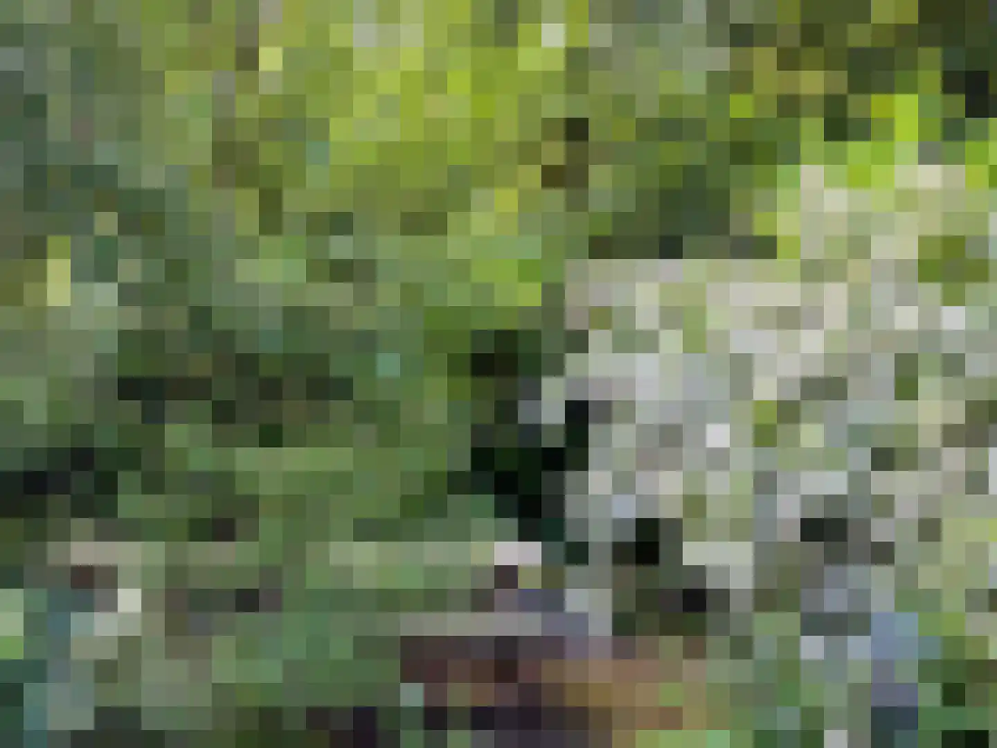 Stroovledder 9 Dwingeloo thumbnail 9